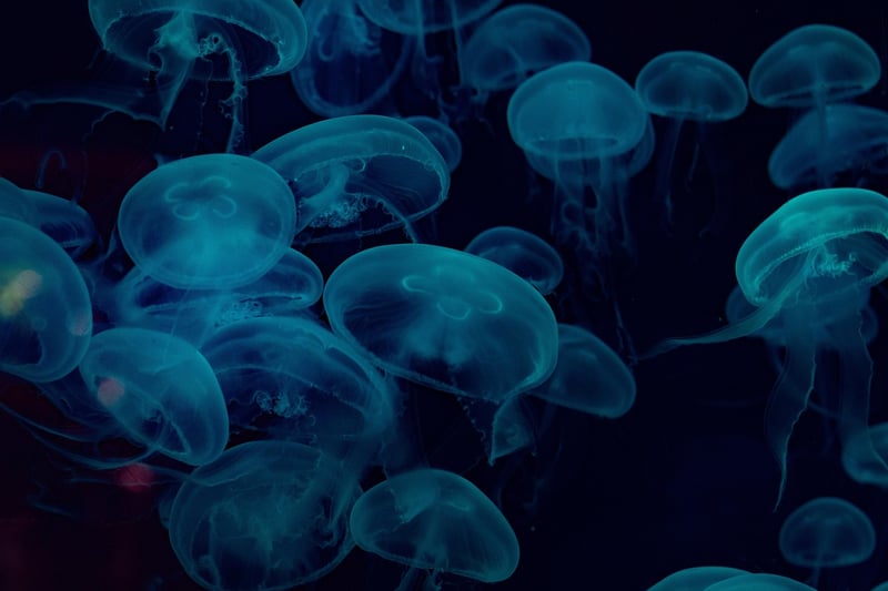Underwater Excursions